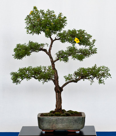 Fingerstrauch (Dasiphora fruticosa) als Bonsai - Bonsai-Pflege und  Gestaltung als Hobby