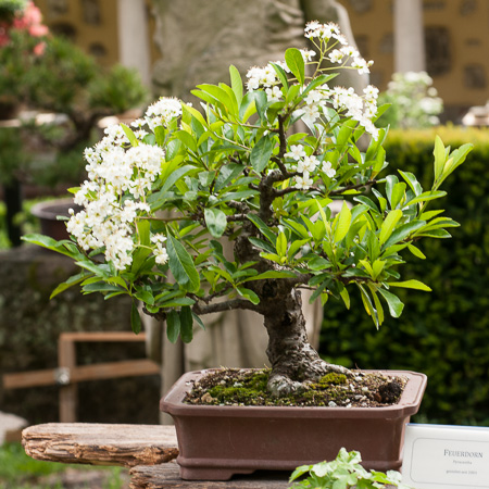Feuerdorn (Pyracantha) als Bonsai - Bonsai-Pflege und Gestaltung als Hobby