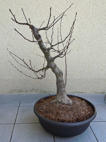 Erstgestaltung einer Carpinus betulus - Hainbuche - Bonsai-Pflege und  Gestaltung als Hobby