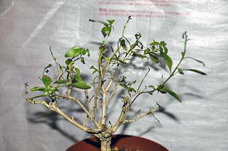 Kranke Sageretia - was kann man dagegen tun? - Bonsai-Pflege und Gestaltung  als Hobby