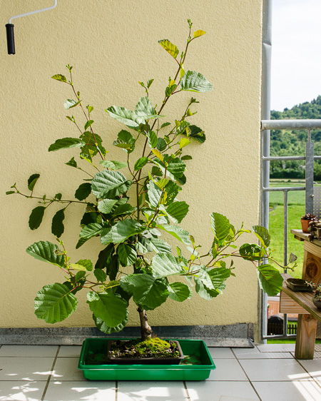 Frhjahrsaustrieb einer Schwarzerle - Bonsai-Pflege und Gestaltung als Hobby