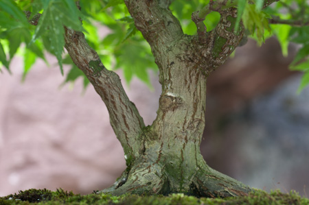 bonsai juniperus chinensis itoigawa Bonsaiwonder | Japanischer bonsai