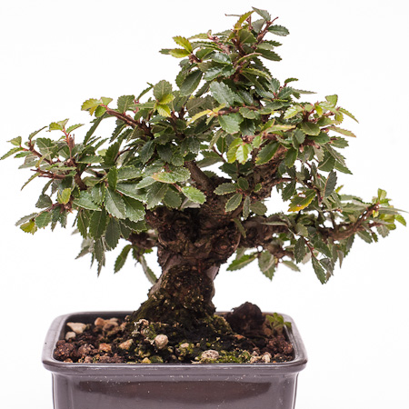 wann pflanzt man glanzmispel Glanzmispel Red Robin (Photinia x fraseri 'Red Robin') | 175-200 cm im Topf