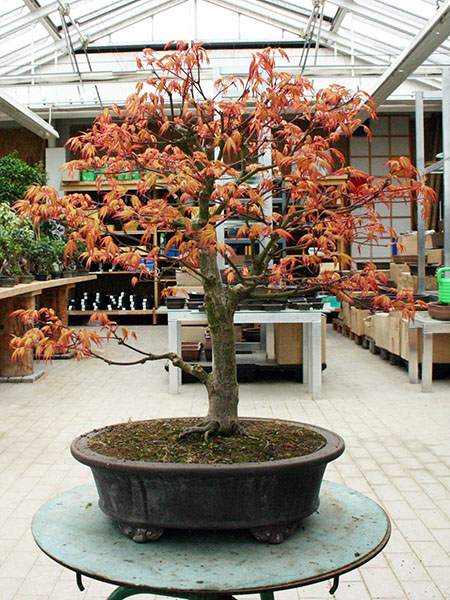 Umtopfen eines Fcherahorn: Acer palmatum "Katsura" - Bonsai-Pflege und  Gestaltung als Hobby