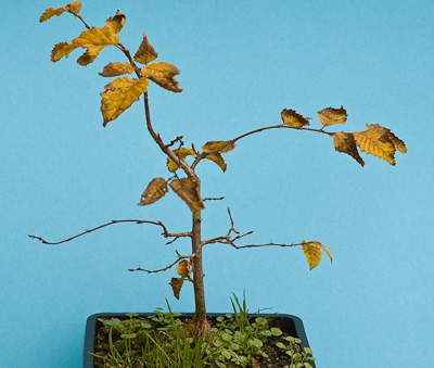 Pflegefehler - zu wenig gieen - Bonsai-Pflege und Gestaltung als Hobby