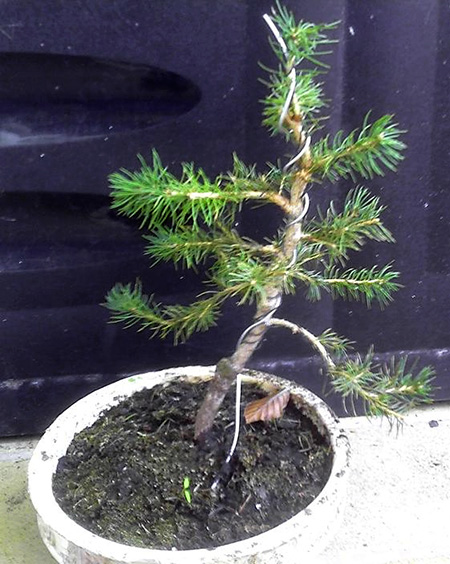 pflege ginseng bonsai Chinesische Feige 'Ficus Ginseng Bonsai' main image 0