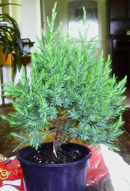 Erstgestaltung eines chinesischen Kegelwacholder (Juniperus chinensis  stricta) von Aldi - Bonsai-Pflege und Gestaltung als Hobby