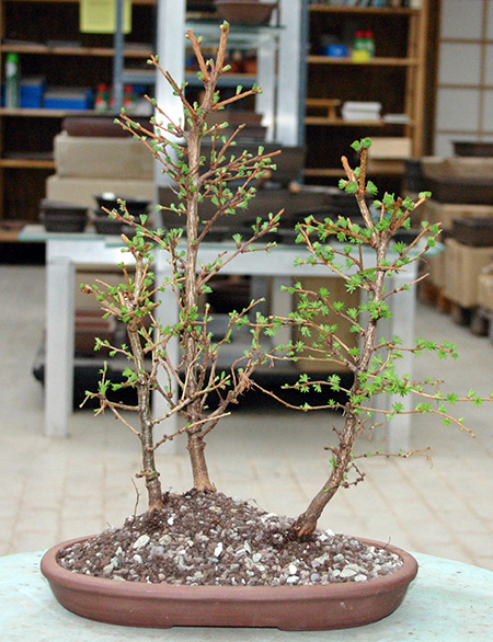 bambus gelber stamm Gelber Laufbambus - Phyllostachys aureosulcata aureocaulis main image 0