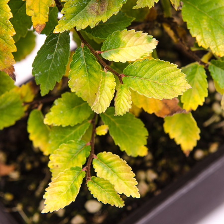 bambus bindetechnik Bio-Bambus Haarband zum selber binden von Fräulein Frieda 🌱