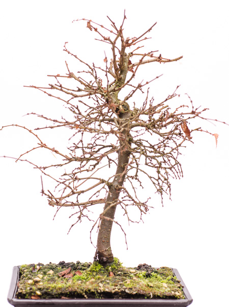 Gestaltungsberlegungen an einer japanischen Zelkove - Bonsai-Pflege und  Gestaltung als Hobby