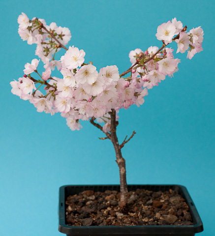 Rckschnitt einer Zierkirsche (Prunus accolade) - Bonsai-Pflege und  Gestaltung als Hobby