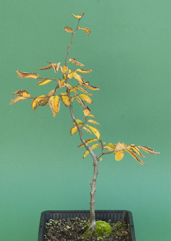 Hainbuche (Carpinus betulus) #2 im Teichtopf - Bonsai-Pflege und Gestaltung  als Hobby