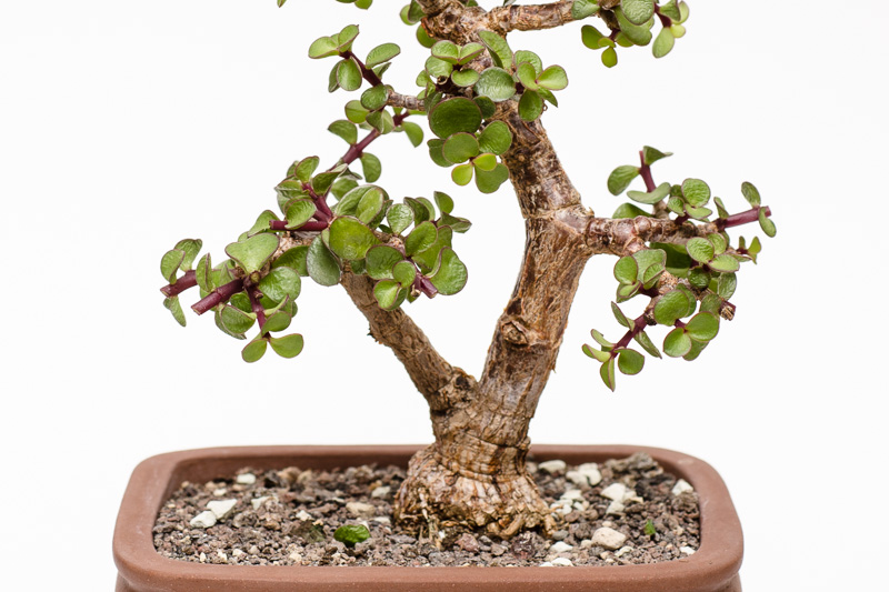 Ein Jadebaum-Bonsai (Portulacaria afra) nach ber einem Jahr Gestaltung -  Bonsai-Pflege und Gestaltung als Hobby