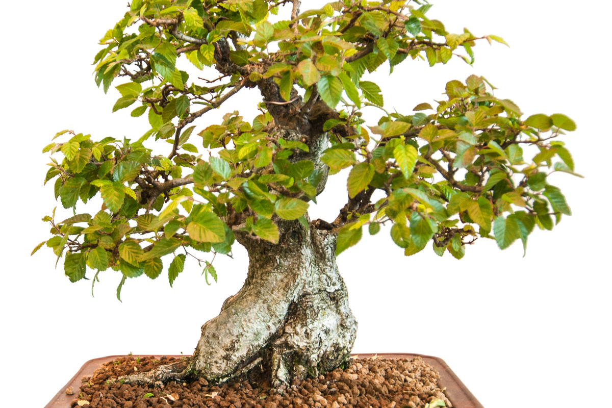 Koreanische Hainbuche (Carpinus coreana) als Bonsai - Bonsai-Pflege und  Gestaltung als Hobby