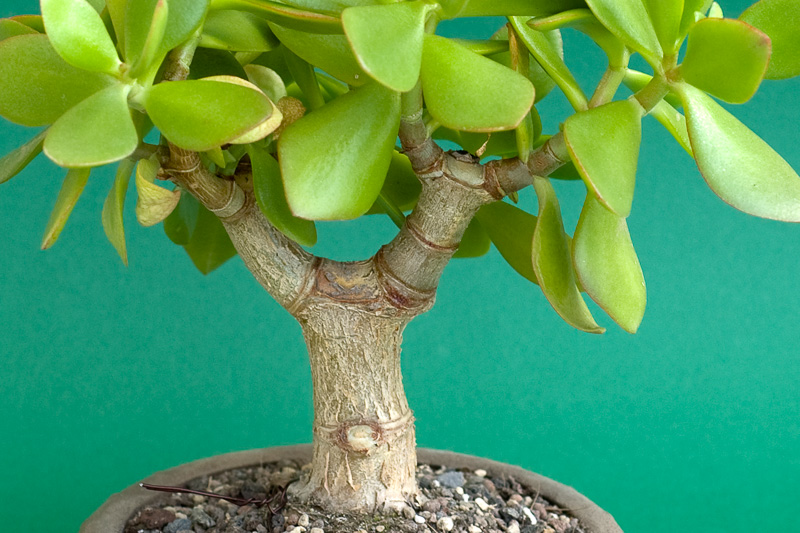 Gestaltung eines Crassula ovata Bonsai - Bonsai-Pflege und Gestaltung als  Hobby