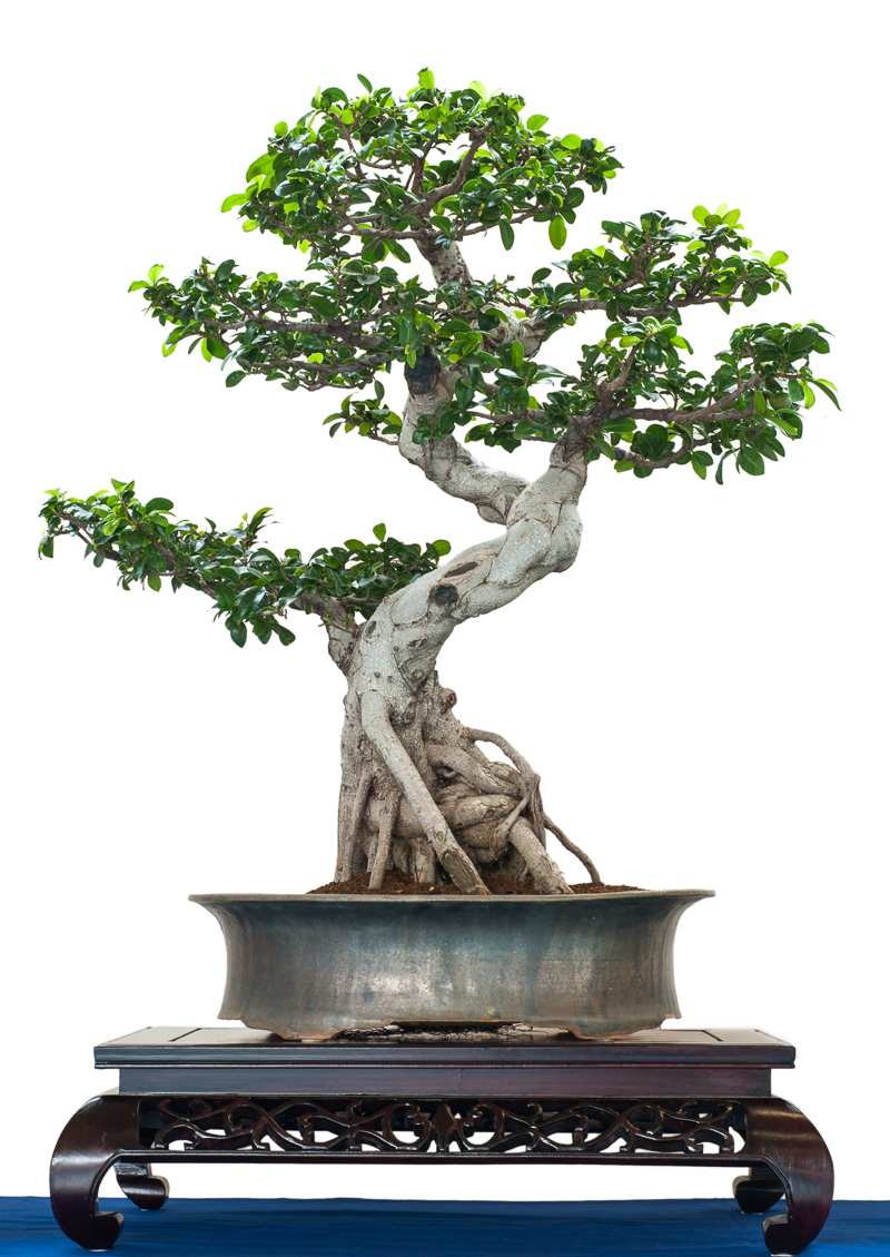 PFEFFERBAUM exotisch Zimmerbaum Bonsai Zimmerpflanze Balkon Terrasse Saatgut 