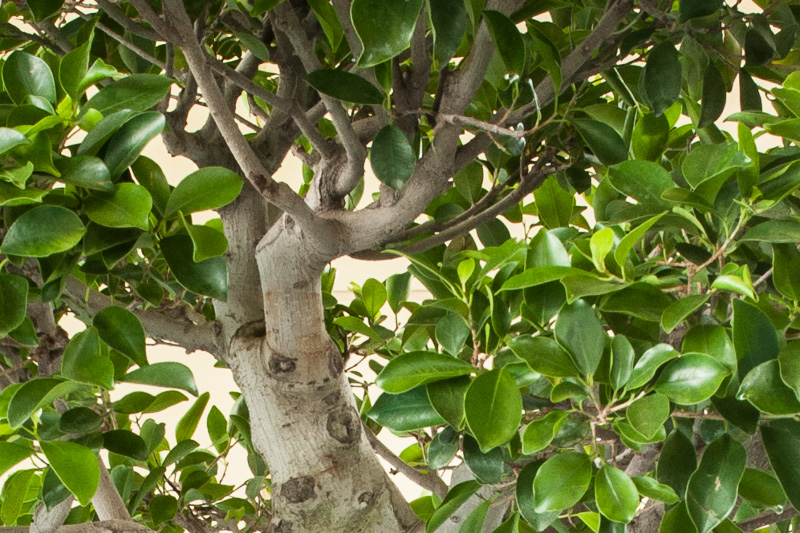 Ficus microcarpa (retusa) Bayanfeige als Bonsai