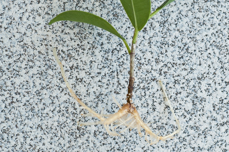 Ein Ficus microcarpa erfolgreich aus einem Steckling ziehen - Bonsai-Pflege  und Gestaltung als Hobby