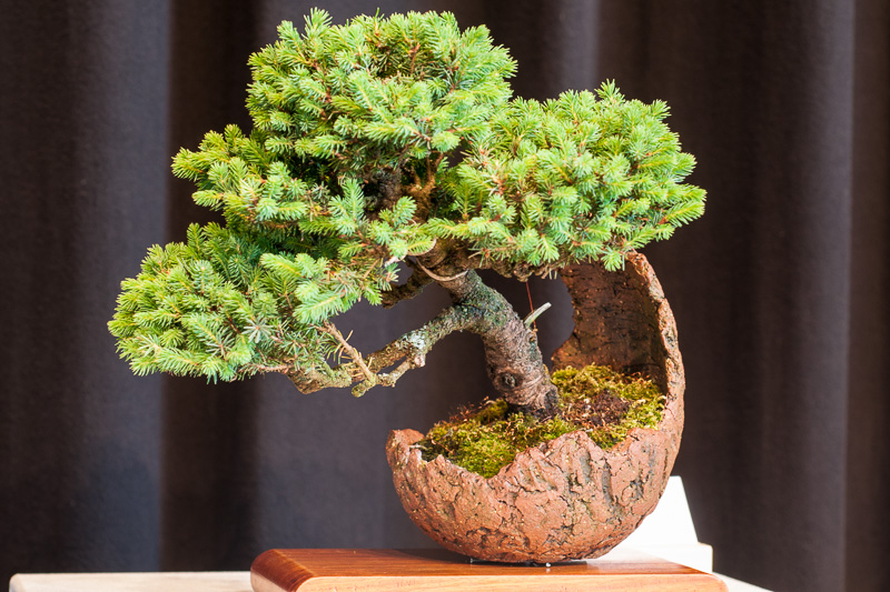 Picea abies - Gemeine Fichte - Rottanne als Bonsai - Bonsai-Pflege und  Gestaltung als Hobby