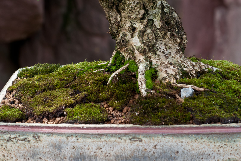 Stieleiche - Quercus robur als Bonsai - Bonsai-Pflege und Gestaltung als  Hobby