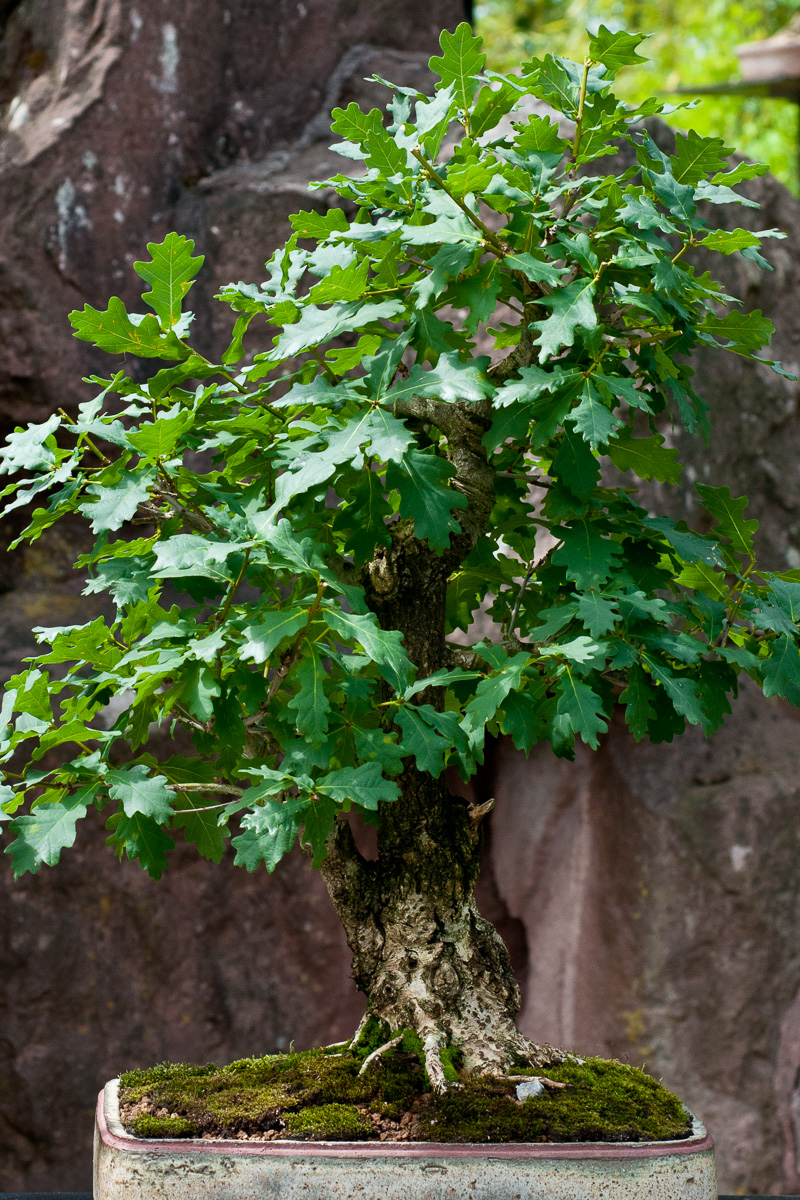 Stieleiche Quercus robur als Bonsai