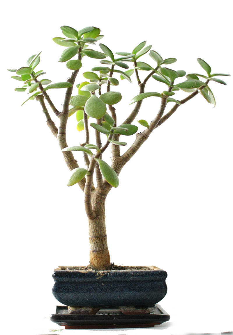 Exotenherz - Crassula portulacea minor - Pfennigbaum - große