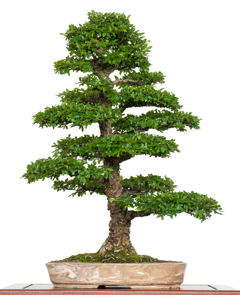 Bonsai Olmo Cinese (Ulmus Parviflora) – Pianta Viva Da Interno, 6 Anni, Altezza 22 Cm, Vaso Incluso