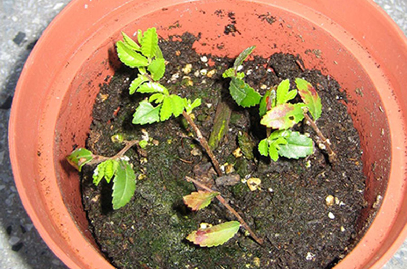 easy bonsai starter kit anleitung deutsch Terrarium DIY Set - Kreiere dein eigenes Mini-Ökosystem main image 0