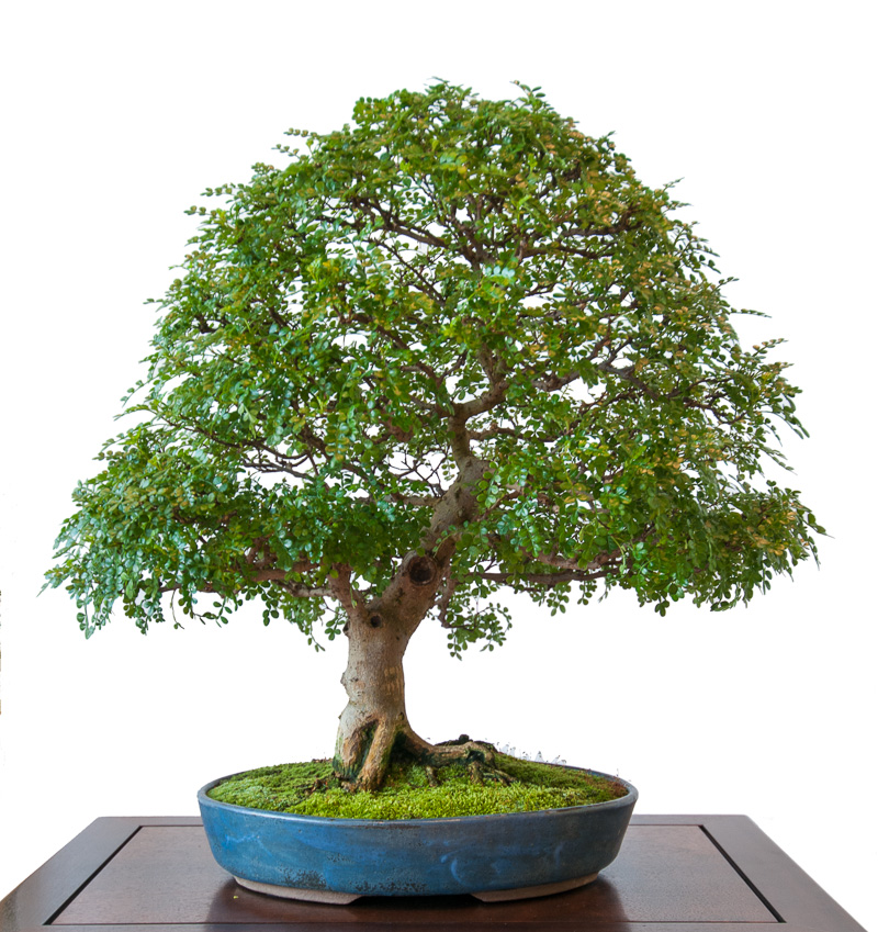 Zanthoxylum piperitum – Szechuan-Pfeffer als Bonsai