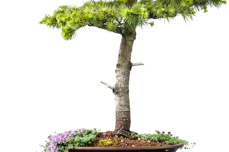 Libanon-Zeder (Cedrus libani) als Bonsai-Baum - Bonsai-Pflege und  Gestaltung als Hobby