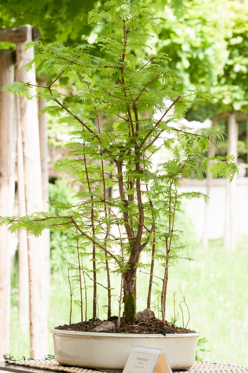 Urweltmammutbaum als Bonsai