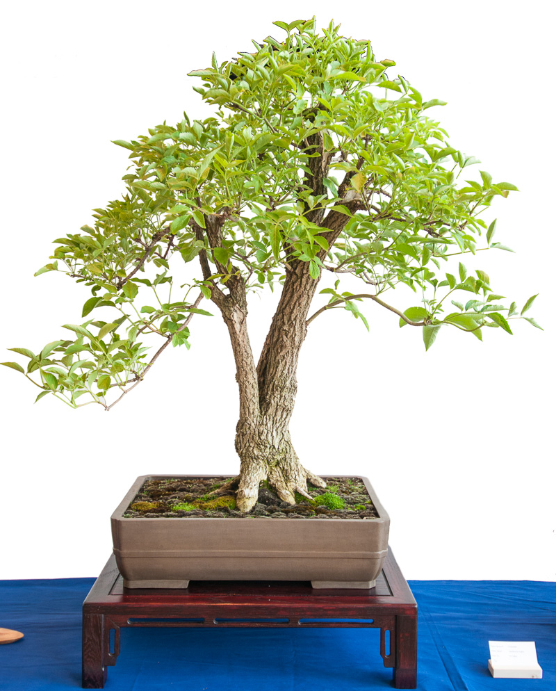 Schwarzer Holunder (Sambucus nigra) als Bonsai
