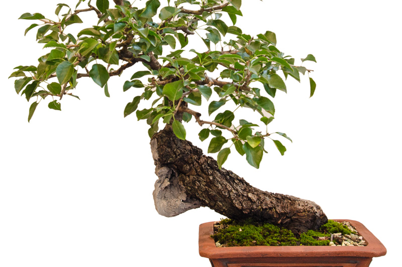 plastic bonsai pots Plastic Rectangular Bonsai Pots (6 Sizes) – Allshapes Bonsai main image 1