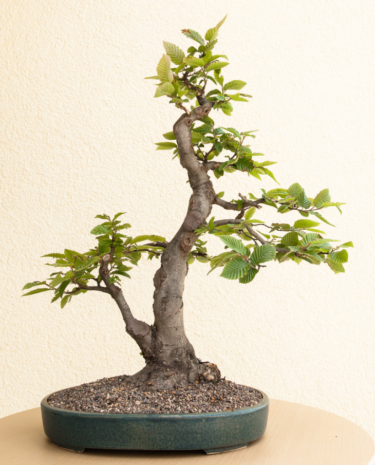 Bonsai-Hainbuche (Carpinus betulus) 2014