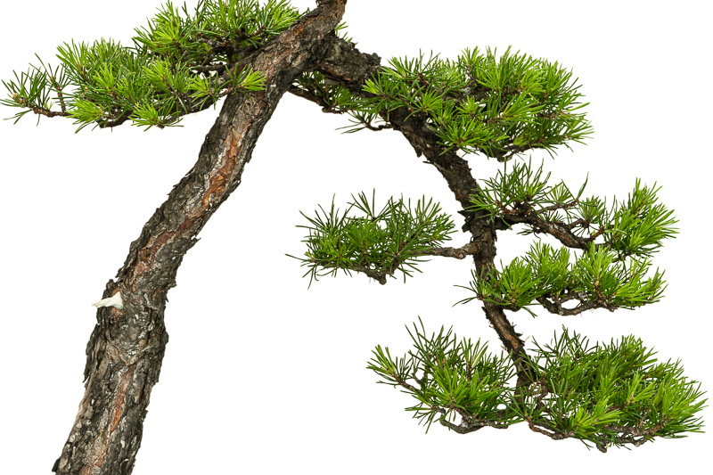 Bonsai-Bume der Ausstellung des AK Aichtal-Filder 2014 - Teil 3 - Bonsai-Pflege  und Gestaltung als Hobby