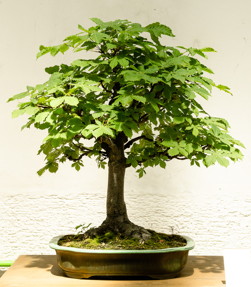 Bonsaiausstellung im botanischen Garten MünchenNymphenburg