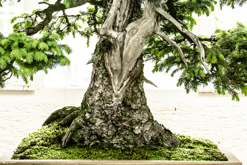 Bonsaiausstellung im botanischen Garten Mnchen-Nymphenburg #4 - Bonsai-Pflege  und Gestaltung als Hobby
