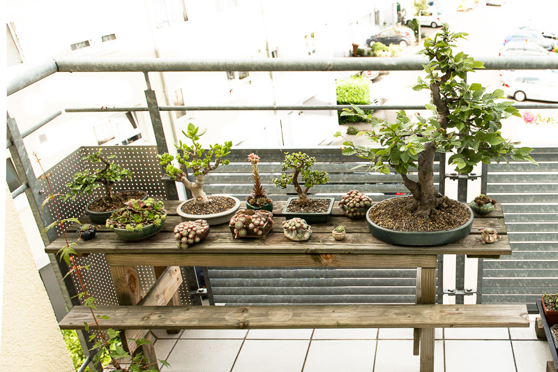 Ein Bonsairegal aus Holz selber bauen - Bonsai-Pflege und Gestaltung als  Hobby