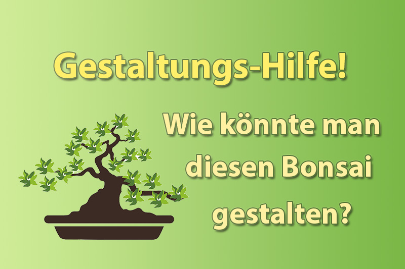 Bitte um Gestaltungvorschlge fr eine Steineibe - Bonsai-Pflege und  Gestaltung als Hobby
