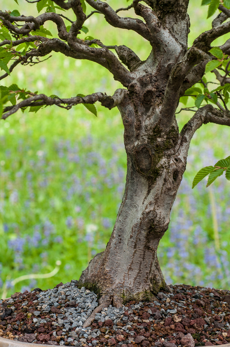 Platz 3 beliebtester OutdoorBonsai Hainbuche