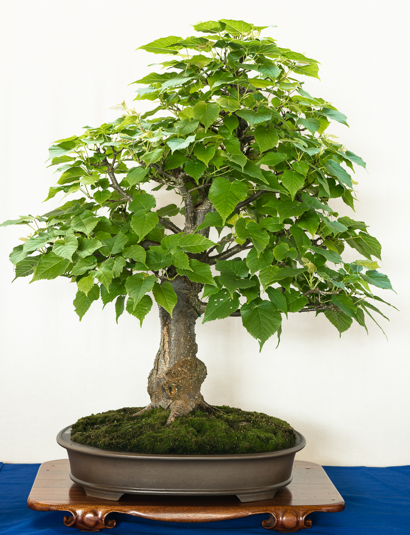 Bonsai Baum Symbol Bonsai Baum Symbol