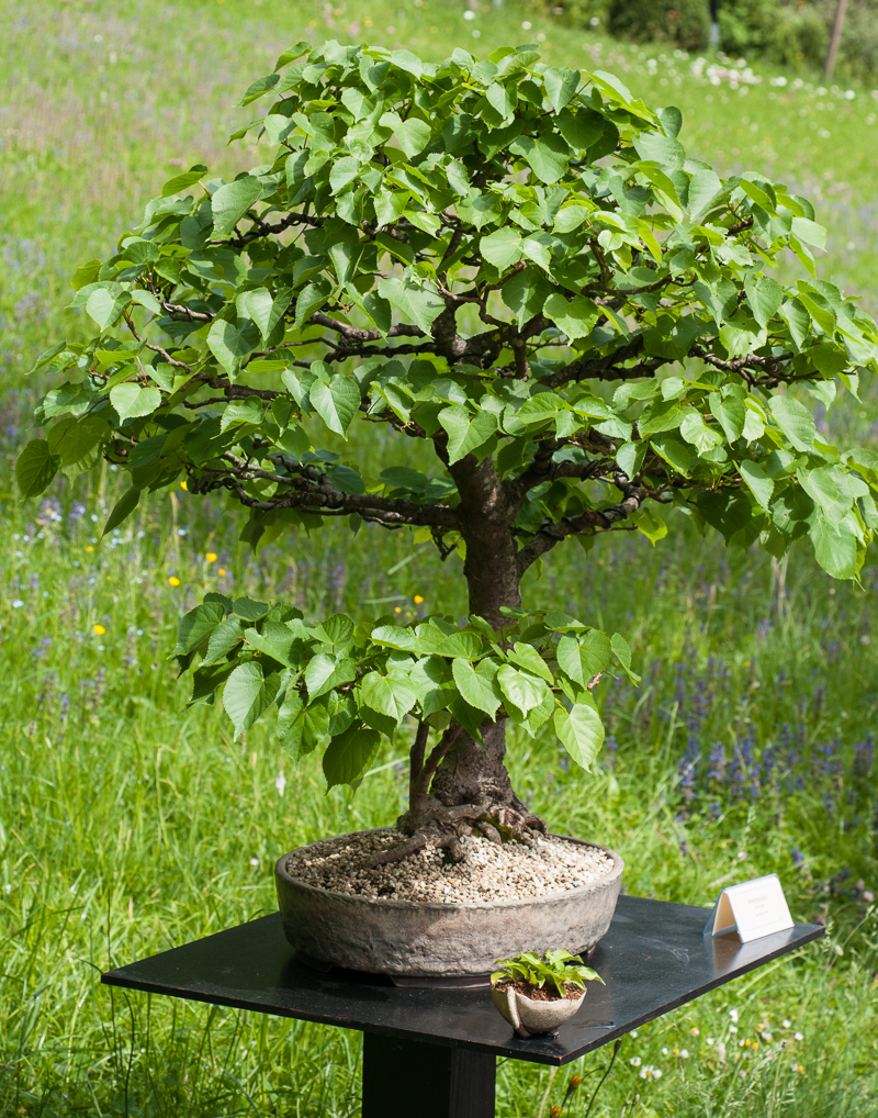 Platz 5 beliebtester OutdoorBonsai WinterLinde