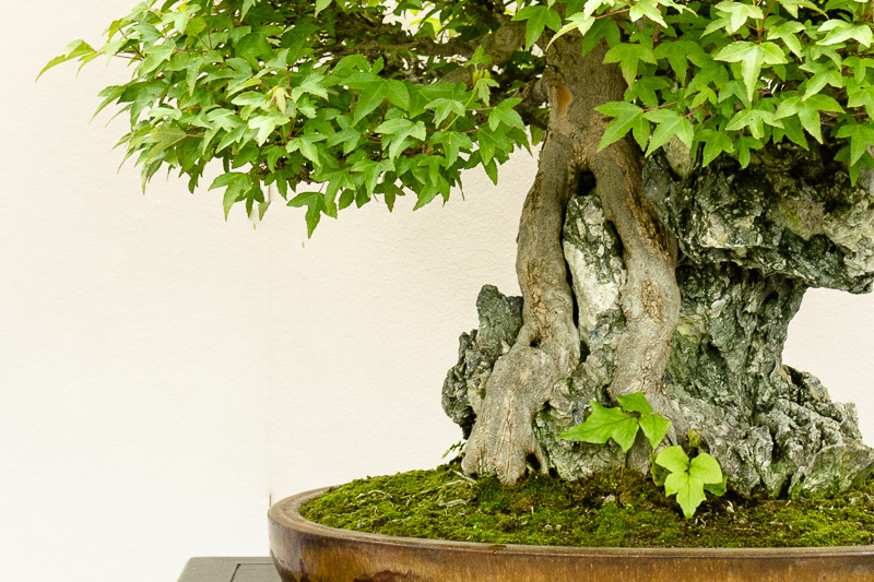 Platz 4 - beliebtester Outdoor-Bonsai - Dreispitzahorn  Acer buergerianum  - Bonsai-Pflege und Gestaltung als Hobby
