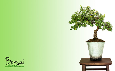 Wallpaper Fünffingerstrauch (Potentilla fruticosa) als Bonsai