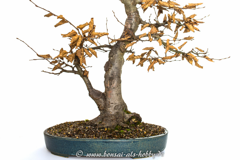 bonsai grape tree Grapevine Bonsai Tree 40-60cm Available at Web Garden Centre