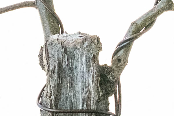 Winterarbeit an einer Hainbuche - Bonsai-Pflege und Gestaltung als Hobby