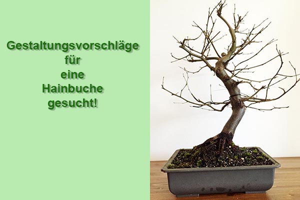 bambus rasendünger Bambusdünger main image 1