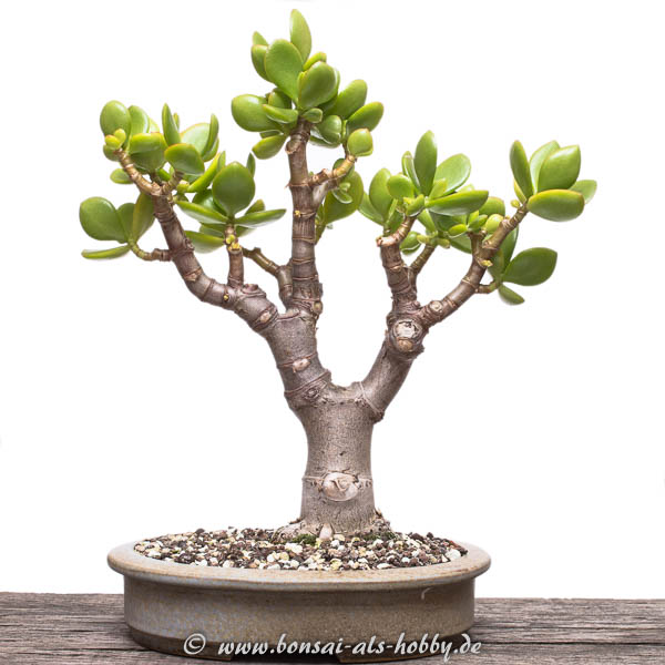 Weitere Sukkulenten auf dem Weg zum Bonsai