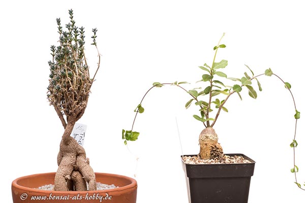 Weitere Sukkulenten auf dem Weg zum Bonsai - Bonsai-Pflege und Gestaltung  als Hobby