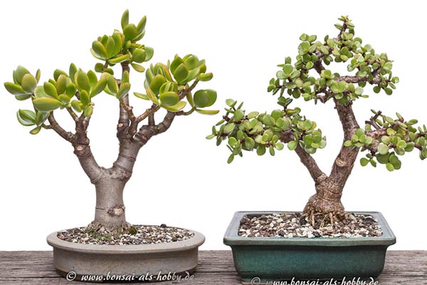 hawaiian dracaena Dracaena deremensis (Hawaiian Sunshine) – Bastana Online Gardens
